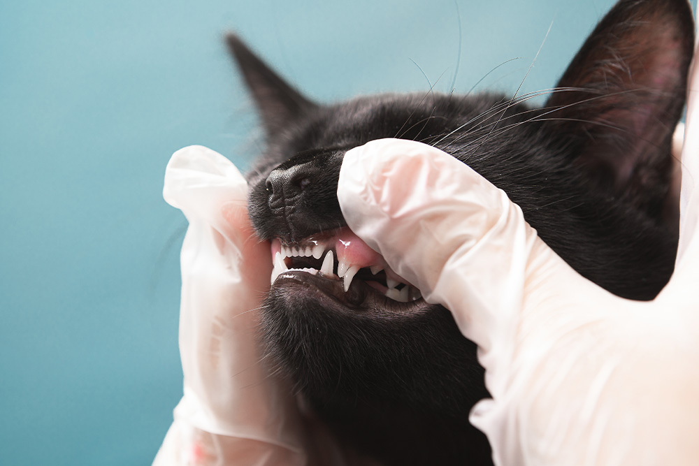 Black cat having a dental check‑up at a veterinary clinic, veterinarian gently inspecting its teeth and gums for oral health.