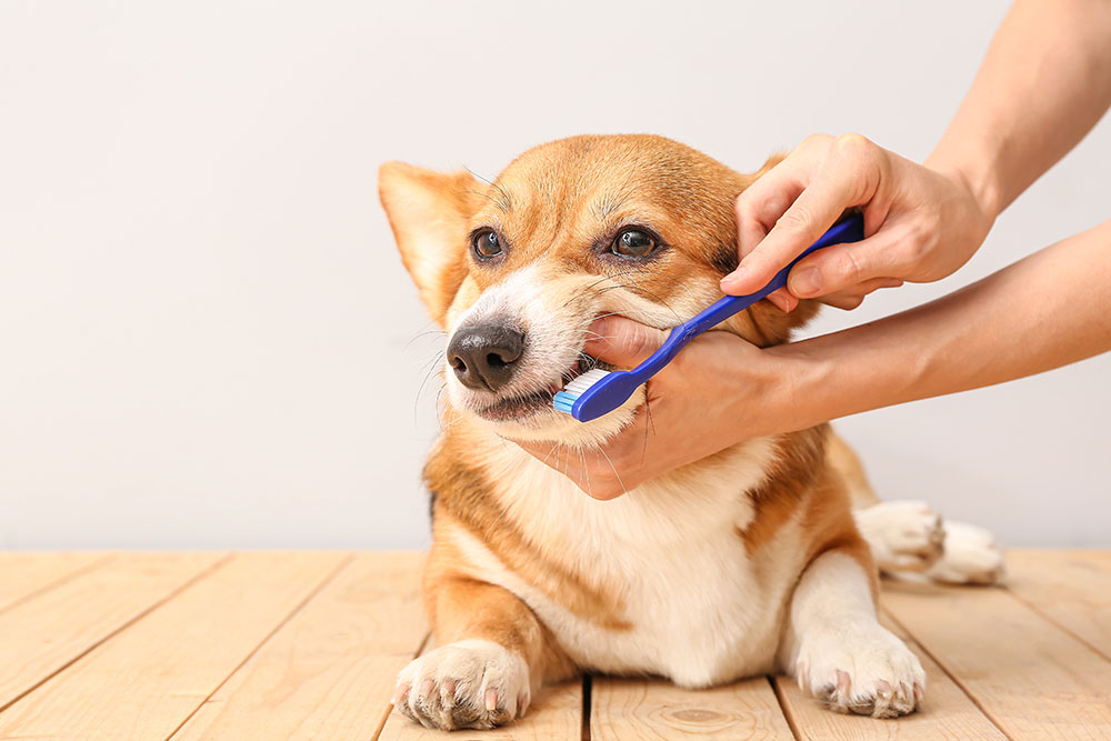A person brushes the teeth of a brown and white corgi dog lying on a wooden floor, using a blue toothbrush. The dog looks calm and slightly curious. The background is plain and light-colored.