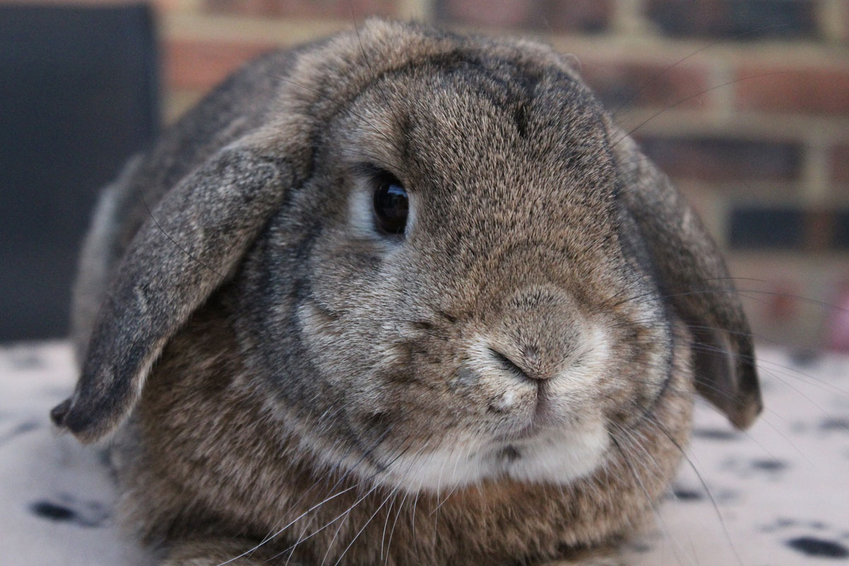 Exotic pet receiving veterinary care, highlighting exotic animal services at Wales Animal Clinic
