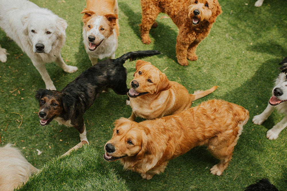 A group of dogs of different breeds and colors stand on green grass, looking up with happy, open-mouthed expressions as if waiting for attention or treats.