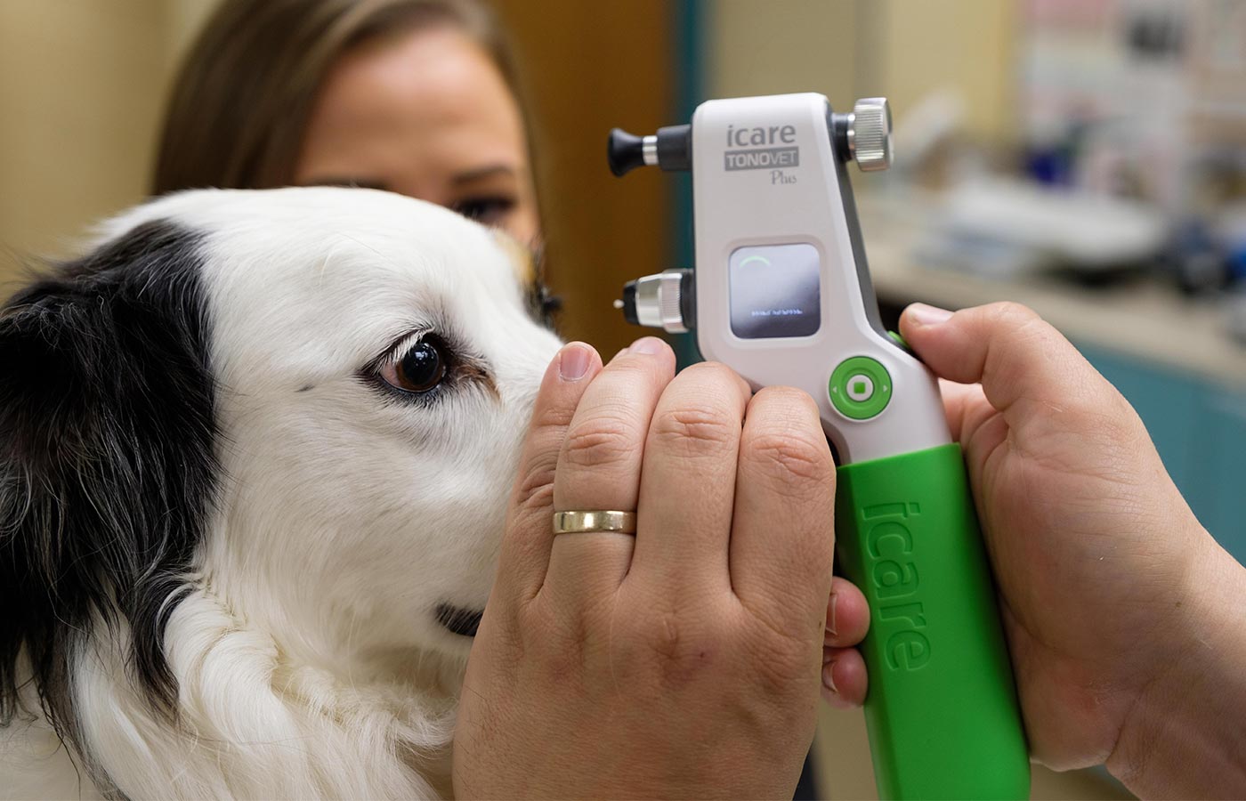 Tonometry eye pressure testing performed on a pet at Wales Animal Clinic