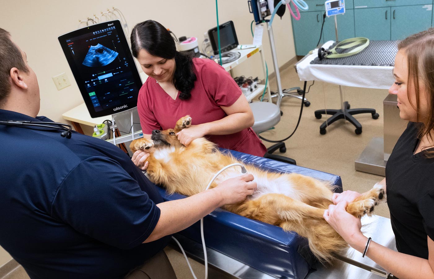 Veterinary ultrasound diagnostic imaging service for pets at Wales Animal Clinic