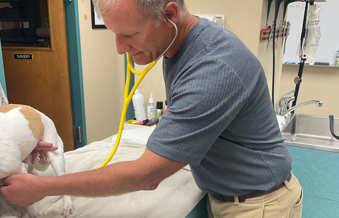 Veterinarian performing a wellness exam on a pet at Wales Animal Clinic in Wales, WI
