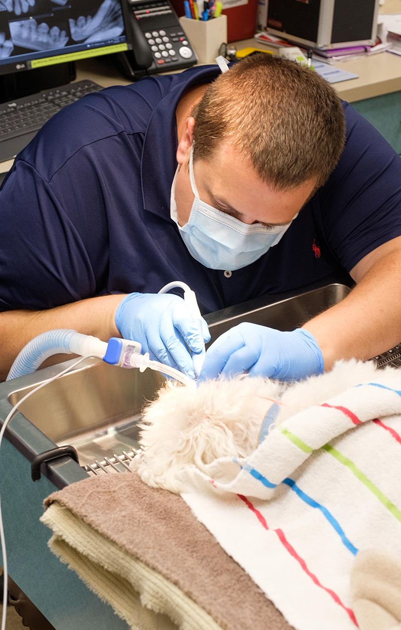 Close-up of pet dental care and oral health examination at Wales Animal Clinic in Wales, WI