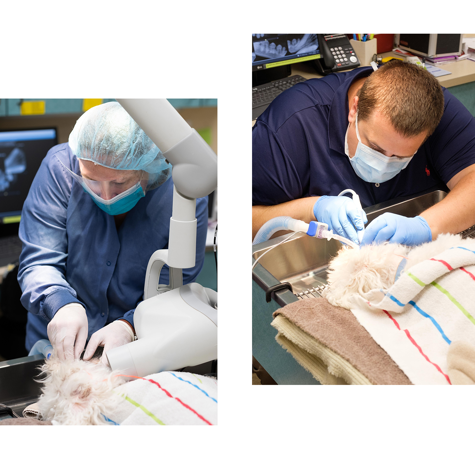 Mobile view image of veterinary dental services offered at Wales Animal Clinic in Wales, WI