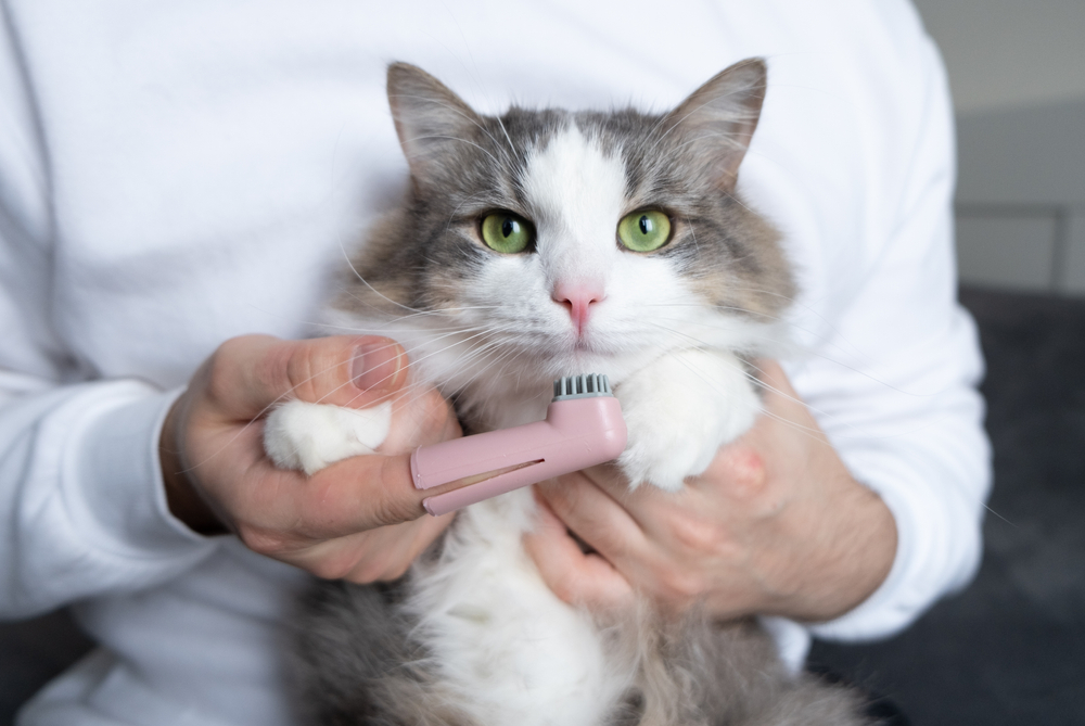 Owner brushing a gray cat's teeth with an animal toothbrush — pet dental care