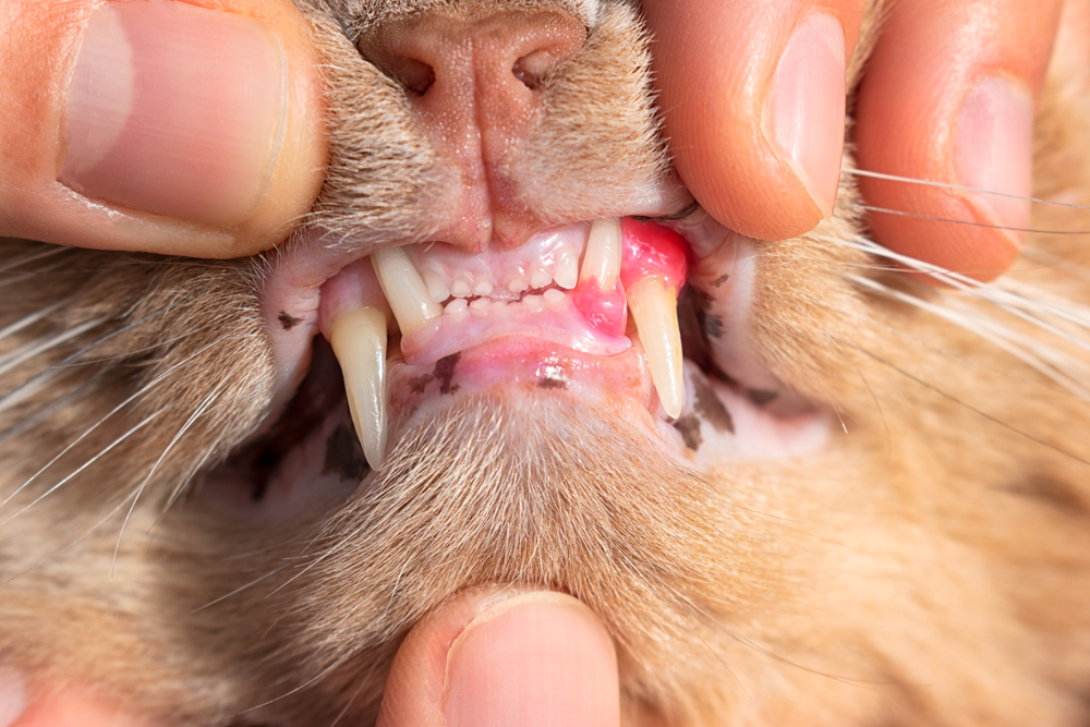 Cat with red, swollen, inflamed gums showing signs of feline tooth resorption