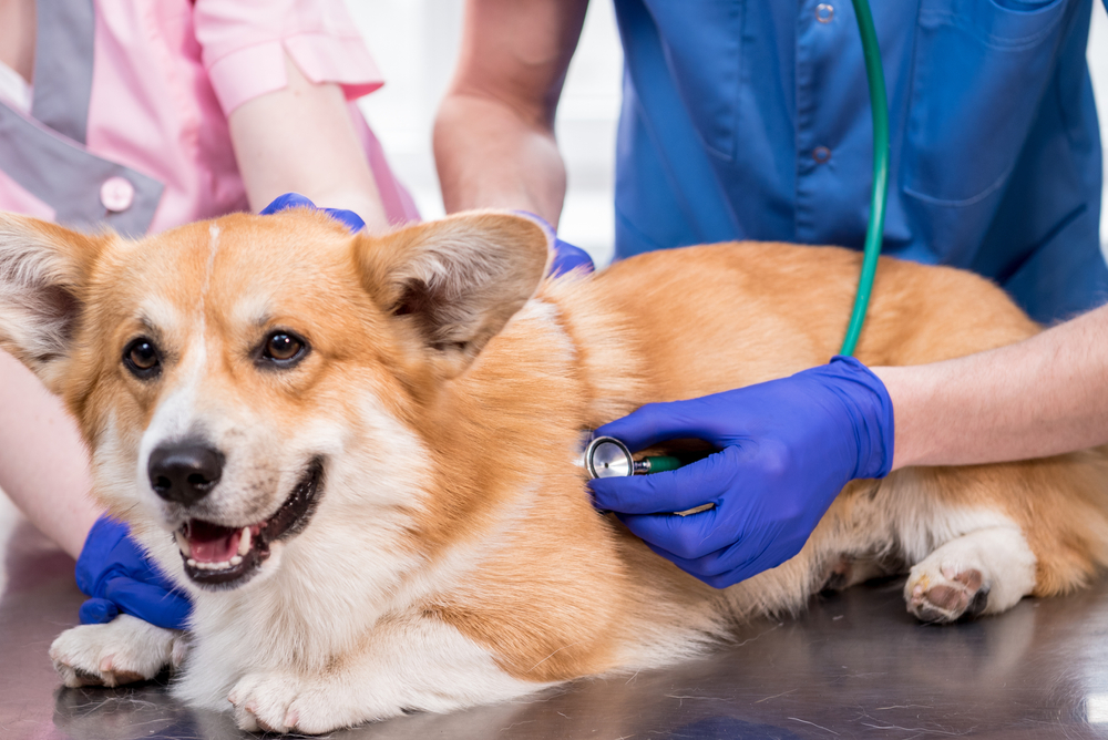 Veterinary team examining a sick Corgi dog at Wales Animal Clinic