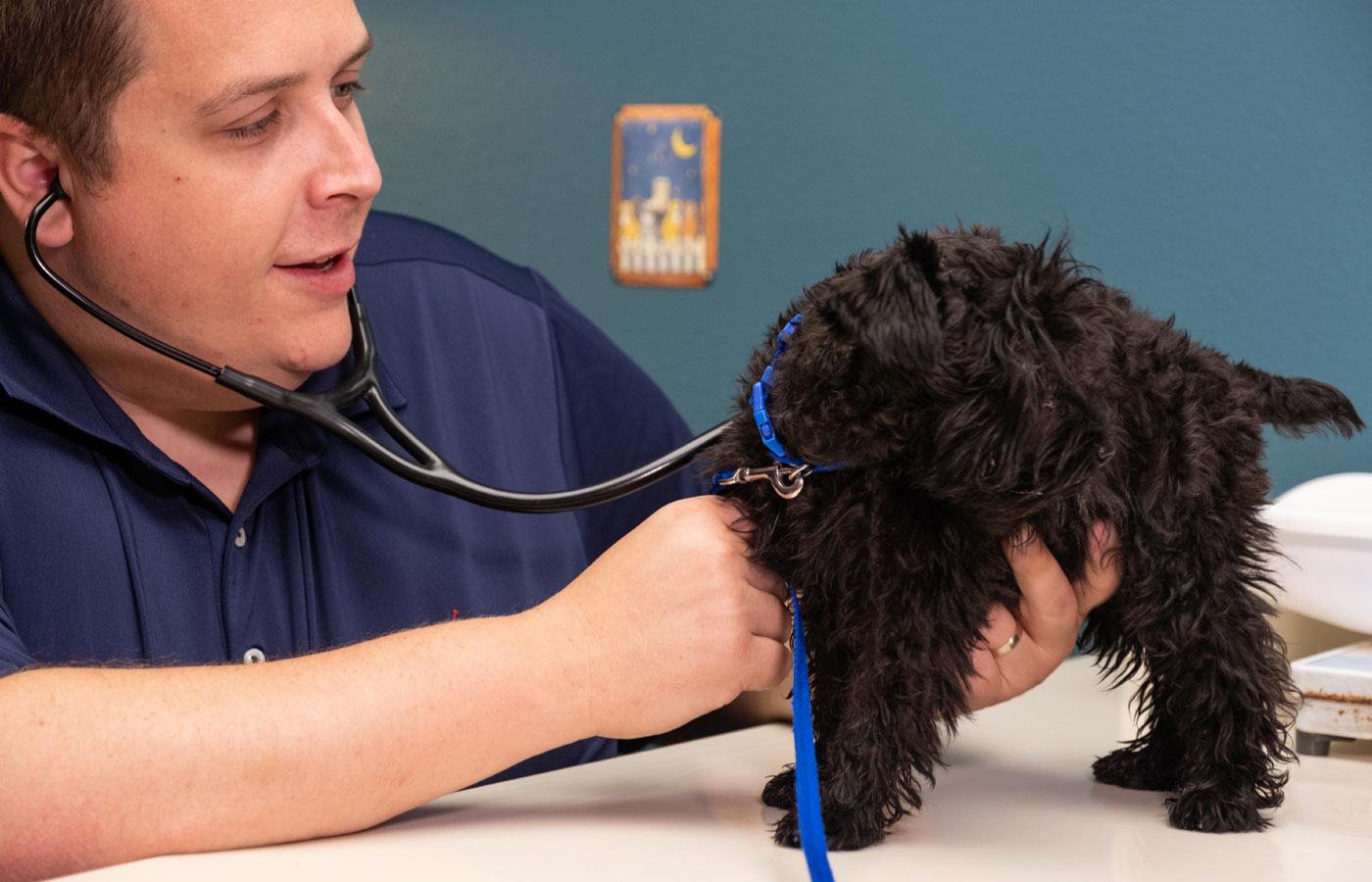 Veterinarian performing a routine wellness exam on a pet at Wales Animal Clinic in Wales, WI